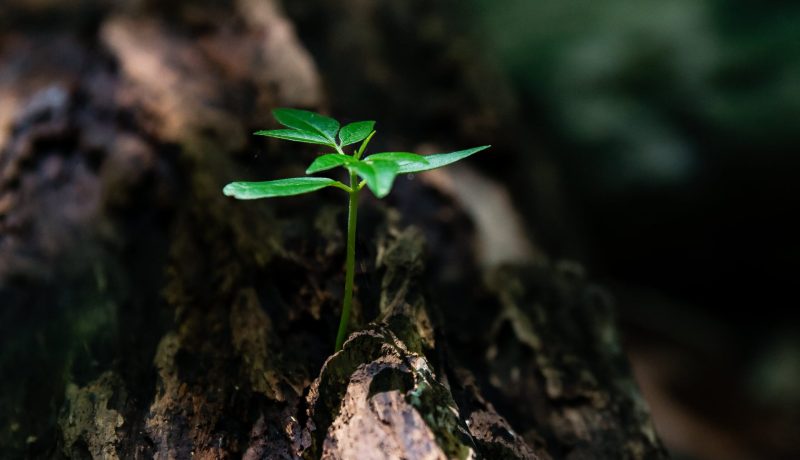 Hållbarhetsredovisning